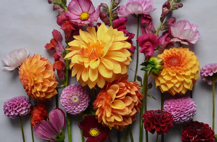 Floral Surprise Best Flowers for Valentine's Day Besides Roses